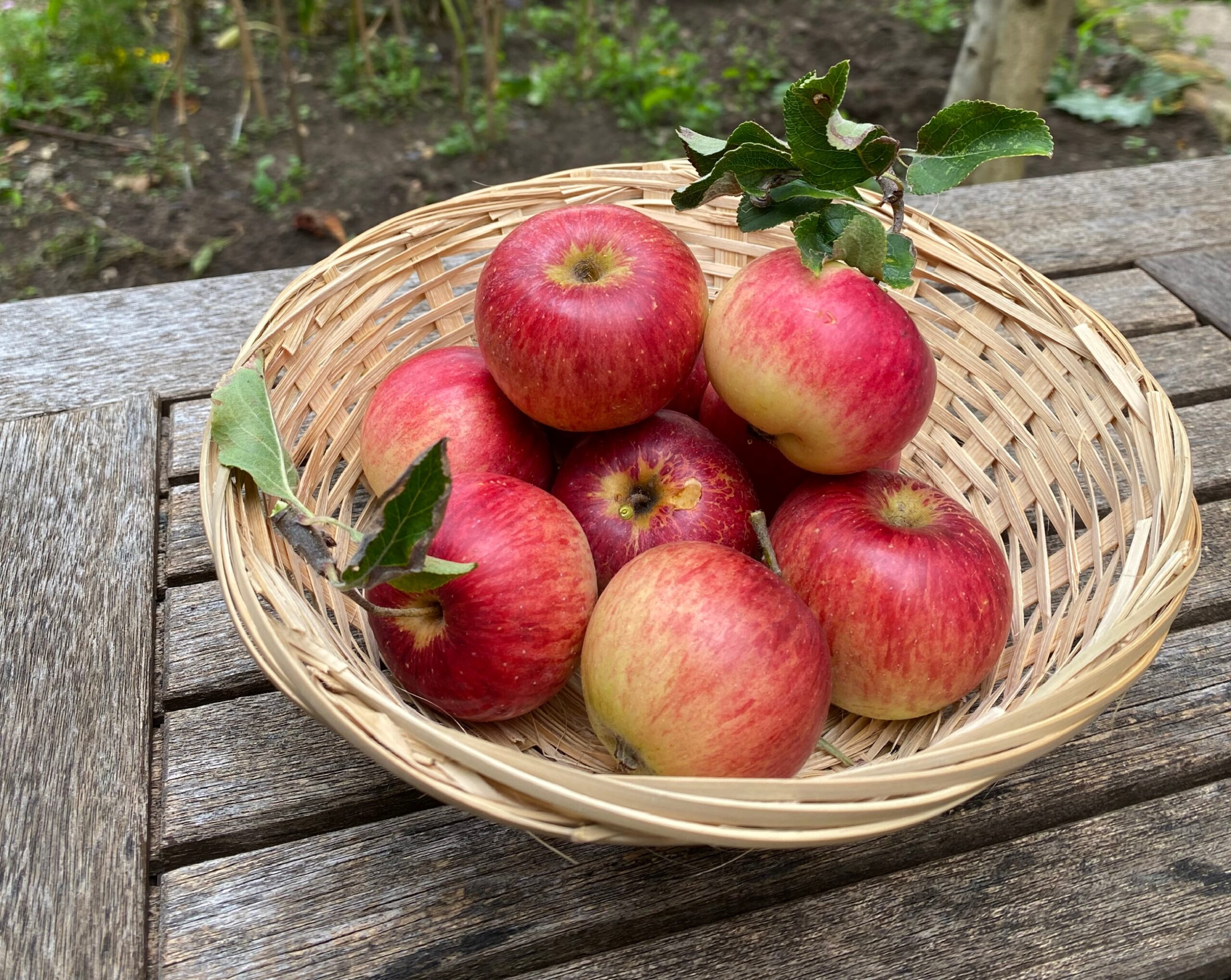 harvest the fruit