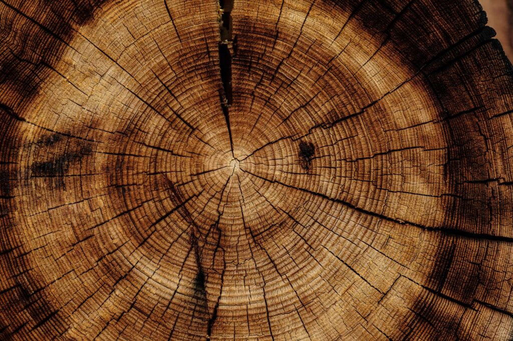 Cross section of a tree stump showing the circles.