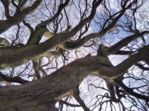 A view of the branches of a tree in winter.