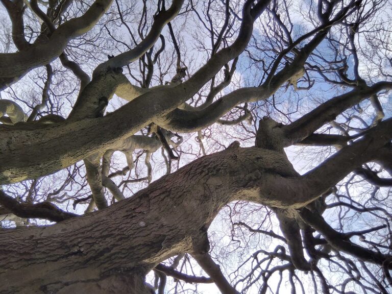 A view of the branches of a tree in winter.