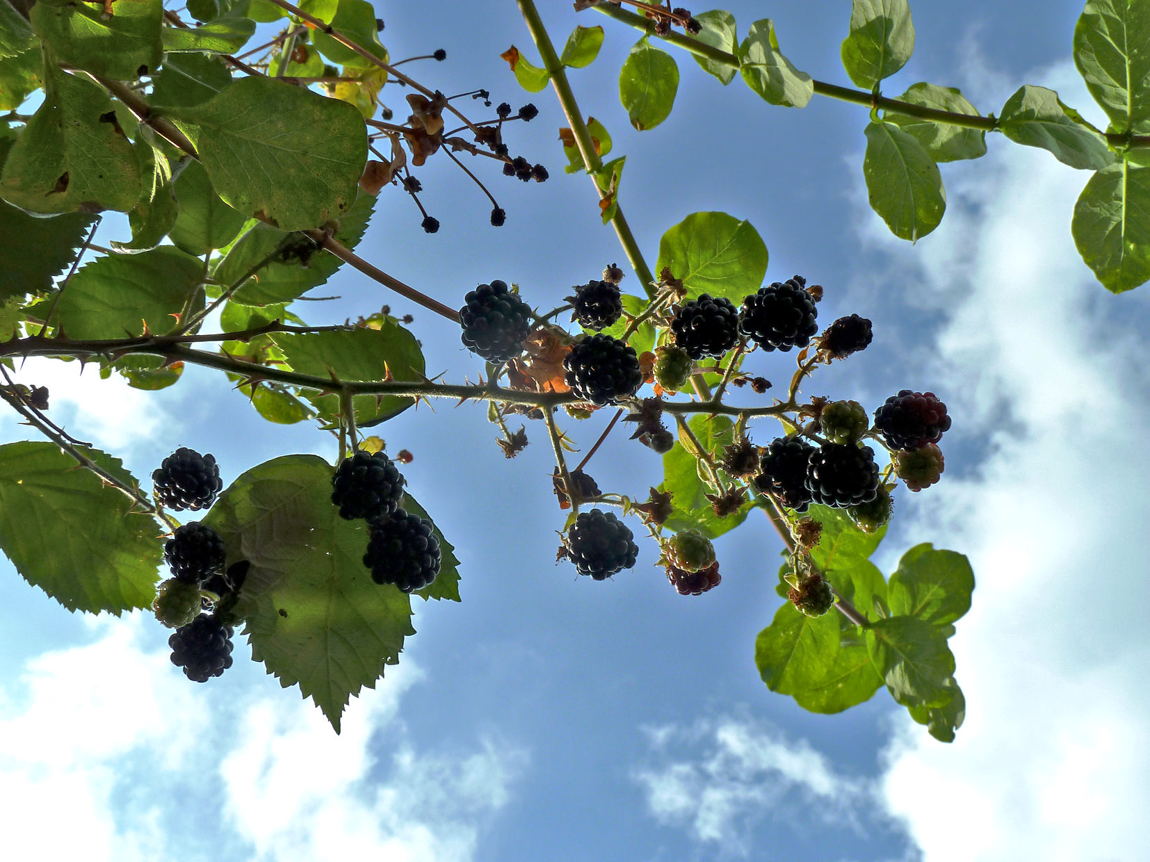 blackberries