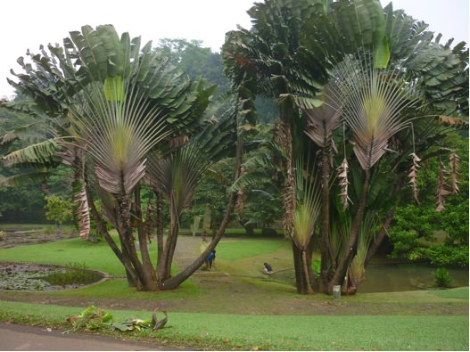 Bogor6