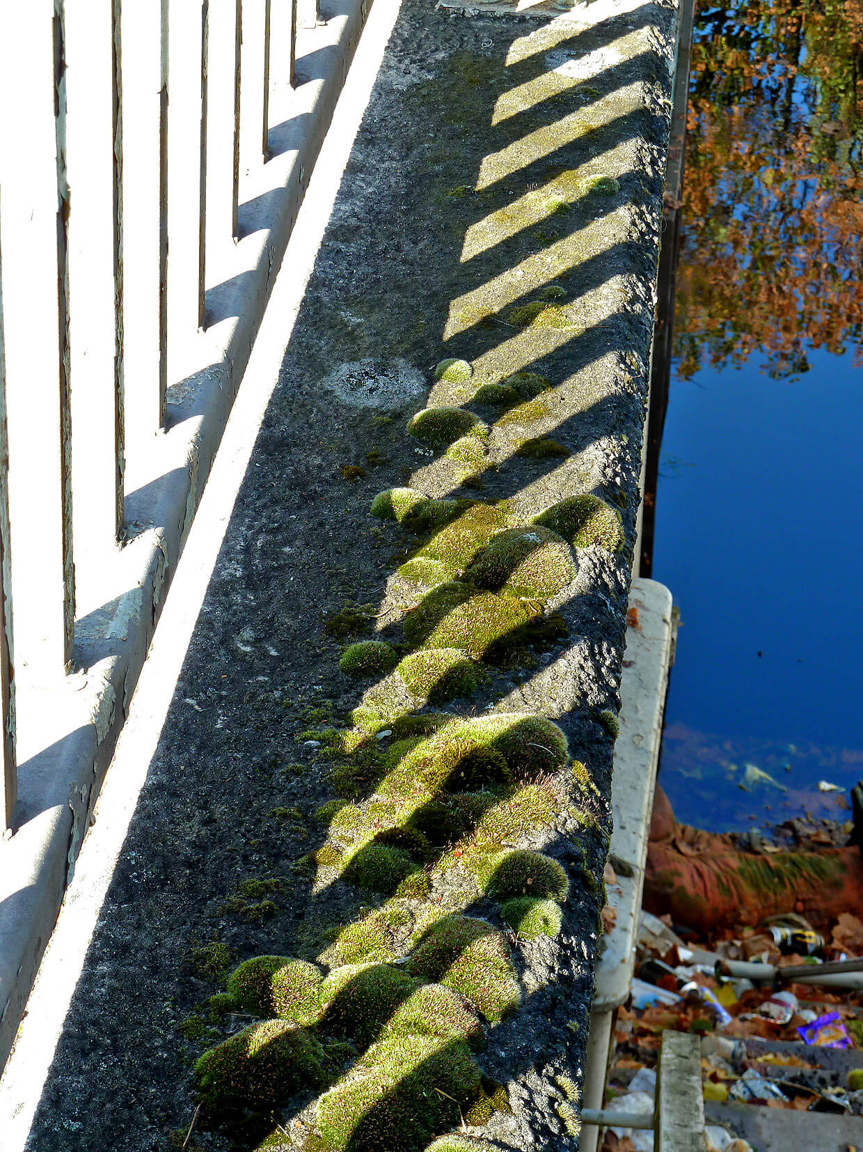 shadows across moss side