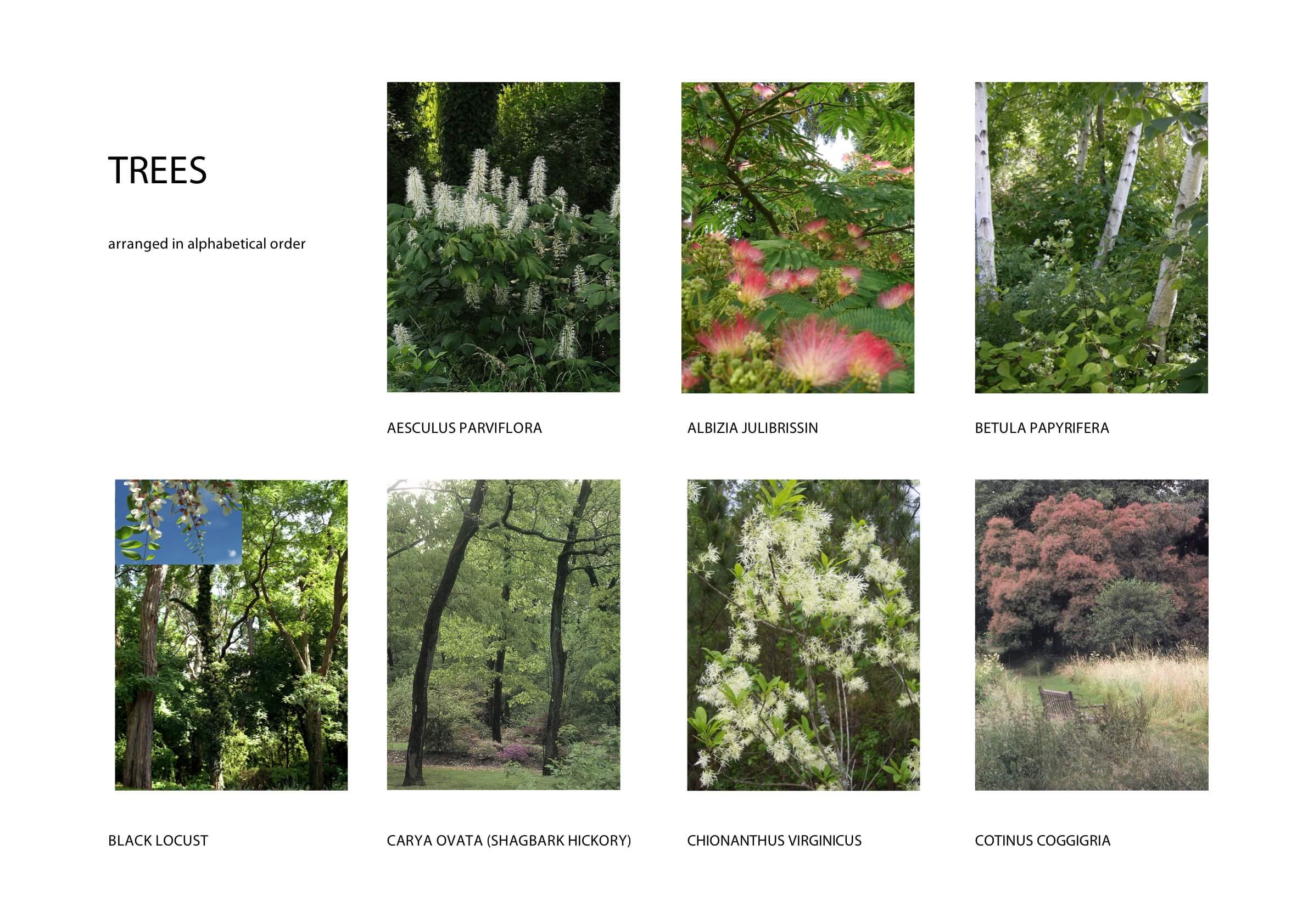 trees&shrubs catalog PAGE2