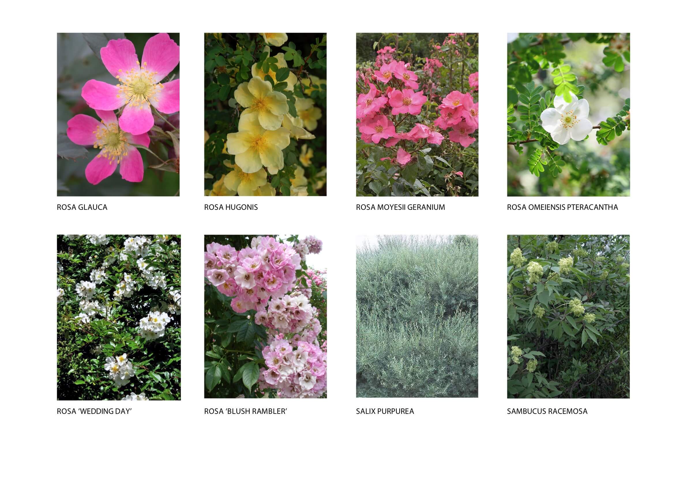 trees&shrubs catalog PAGE8