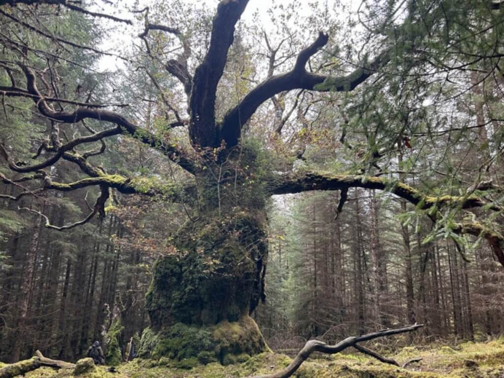 Photo of the Skipinnish Oak in a forest.