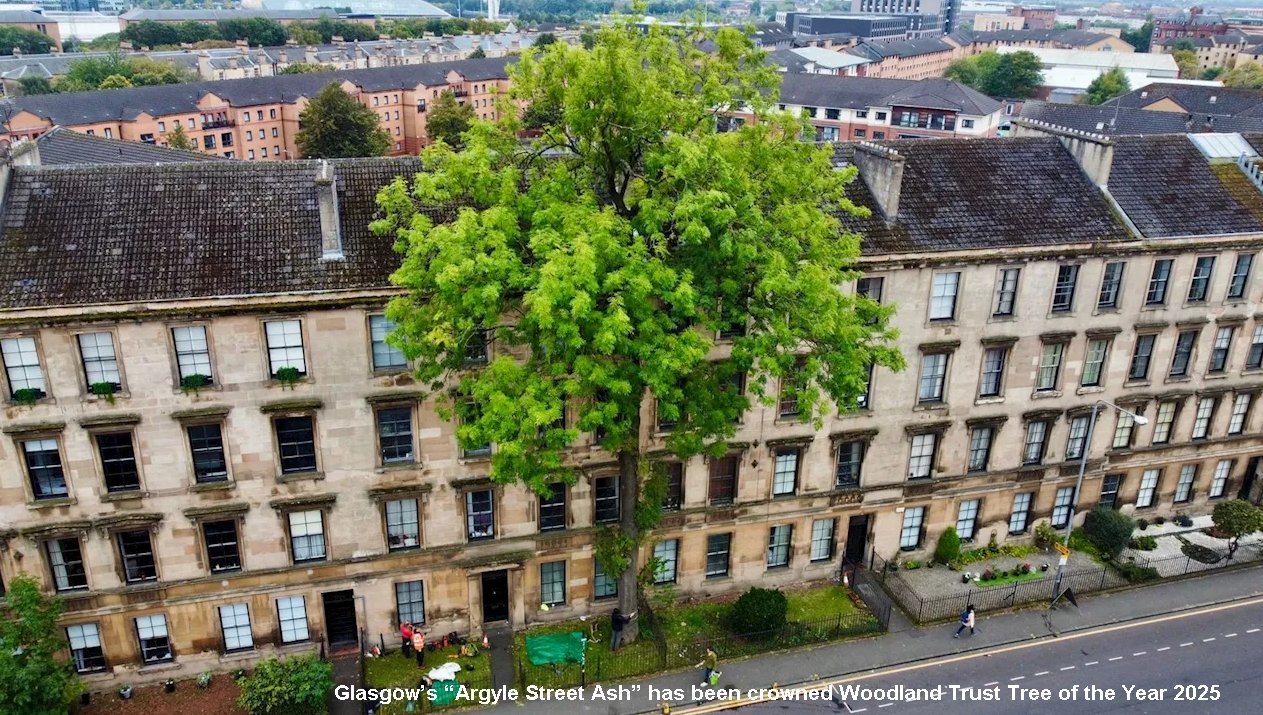 Woodland Trust Tree of the Year 2025 - Landscape Architecture