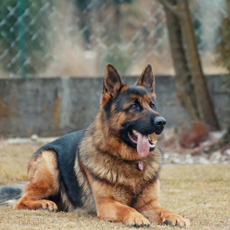 German shepherd dog
